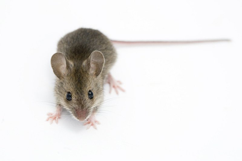 Mice lived with us 15,000 years ago even before farming took off